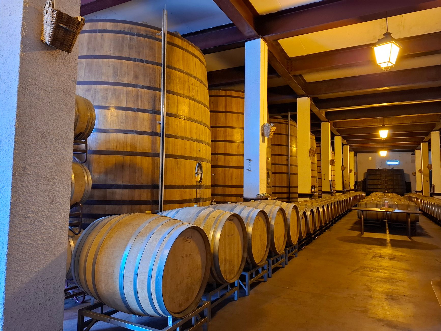 Viñas de altura con nieve al fondo