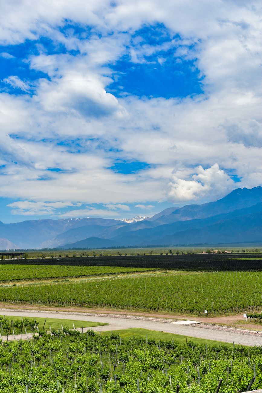 Degustación privada en bodega de Mendoza